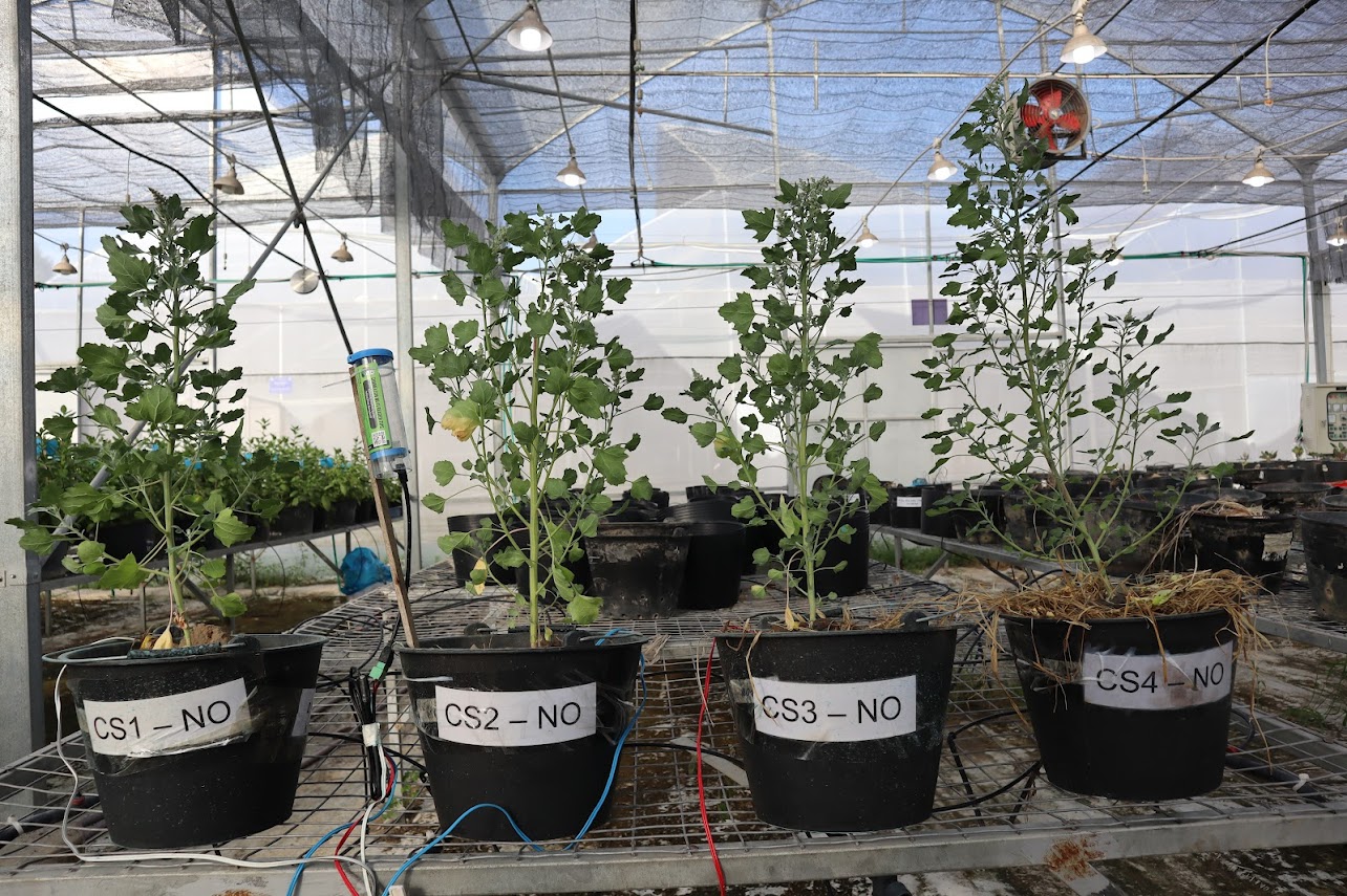 Project Building a model of land crop rotation (Quinoa) combined with irrigation water management using Chameleon soil moisture sensors on saline rice soil in the Mekong Delta under net house conditions.